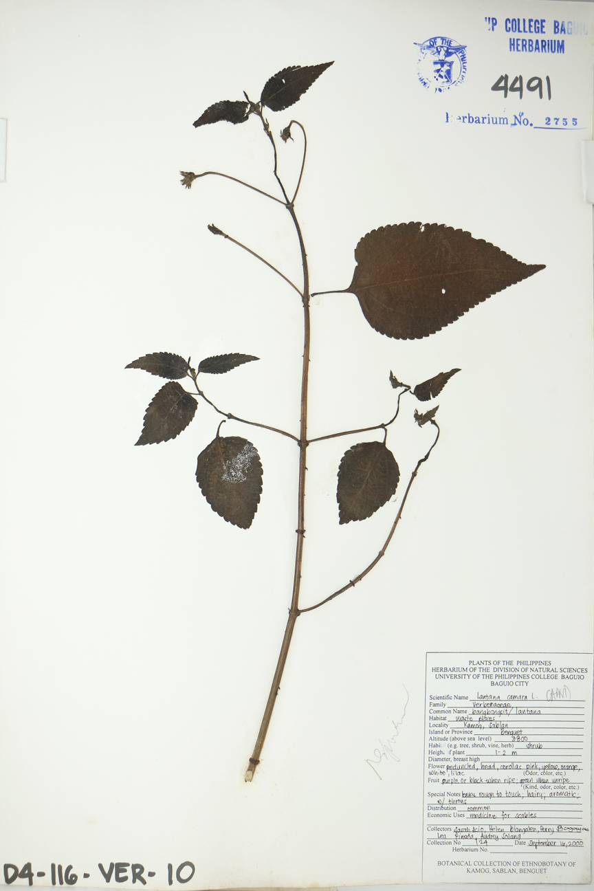 Image of Verbenaceae Lantana camara