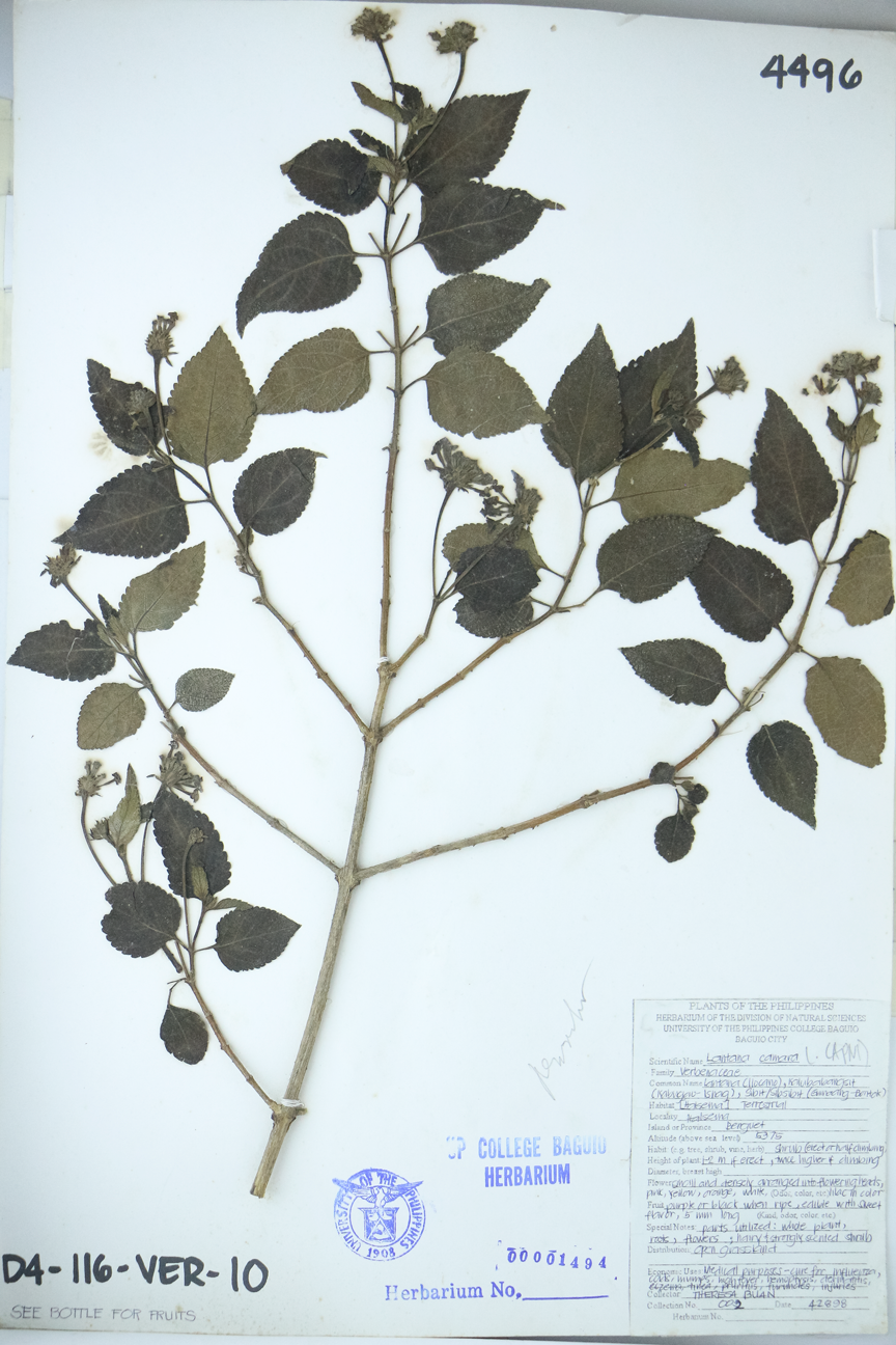 Image of Verbenaceae Lantana camara