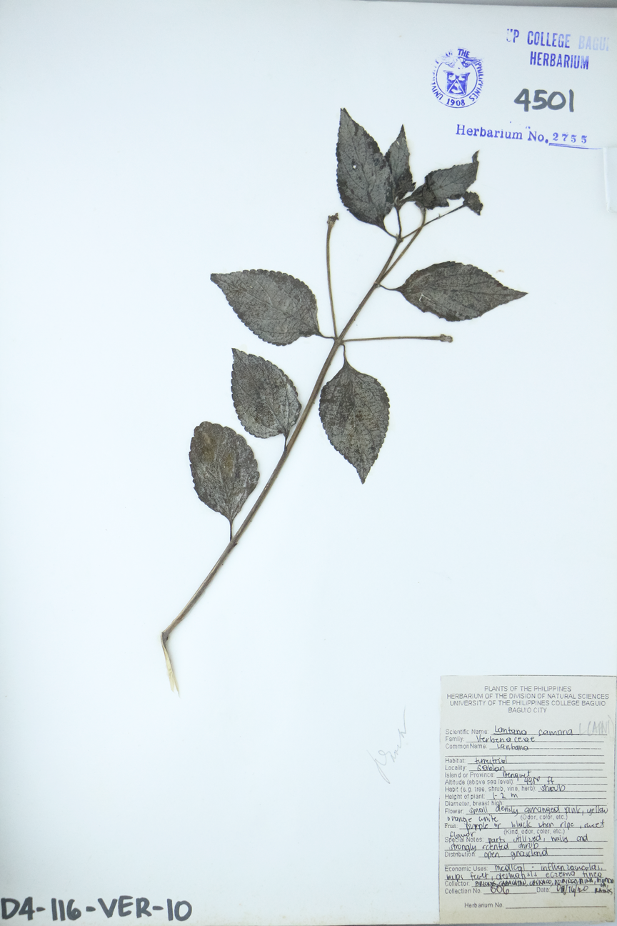 Image of Verbenaceae Lantana camara