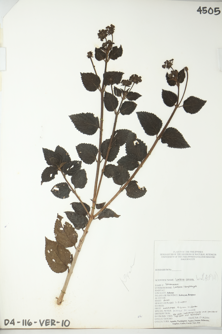 Image of Verbenaceae Lantana camara