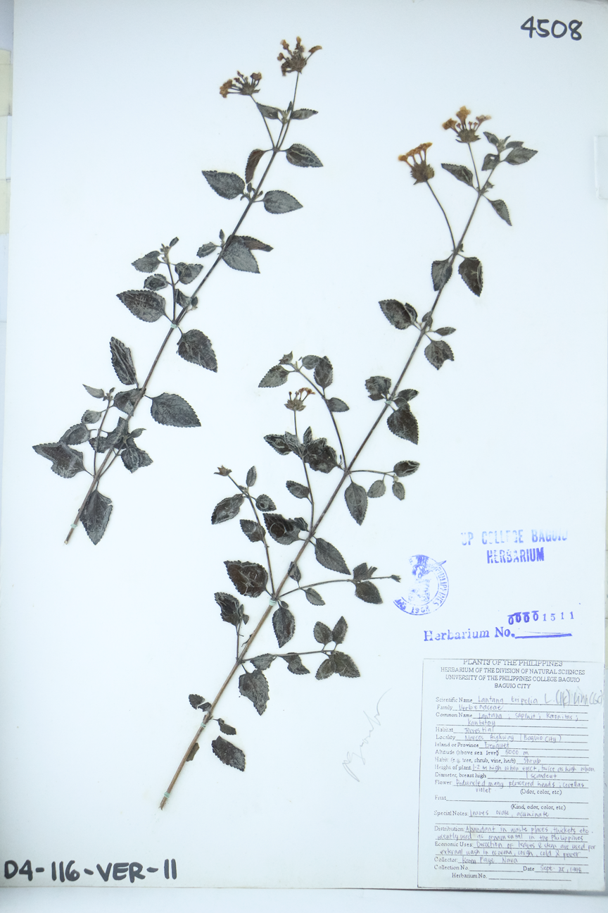 Image of Verbenaceae Lantana camara