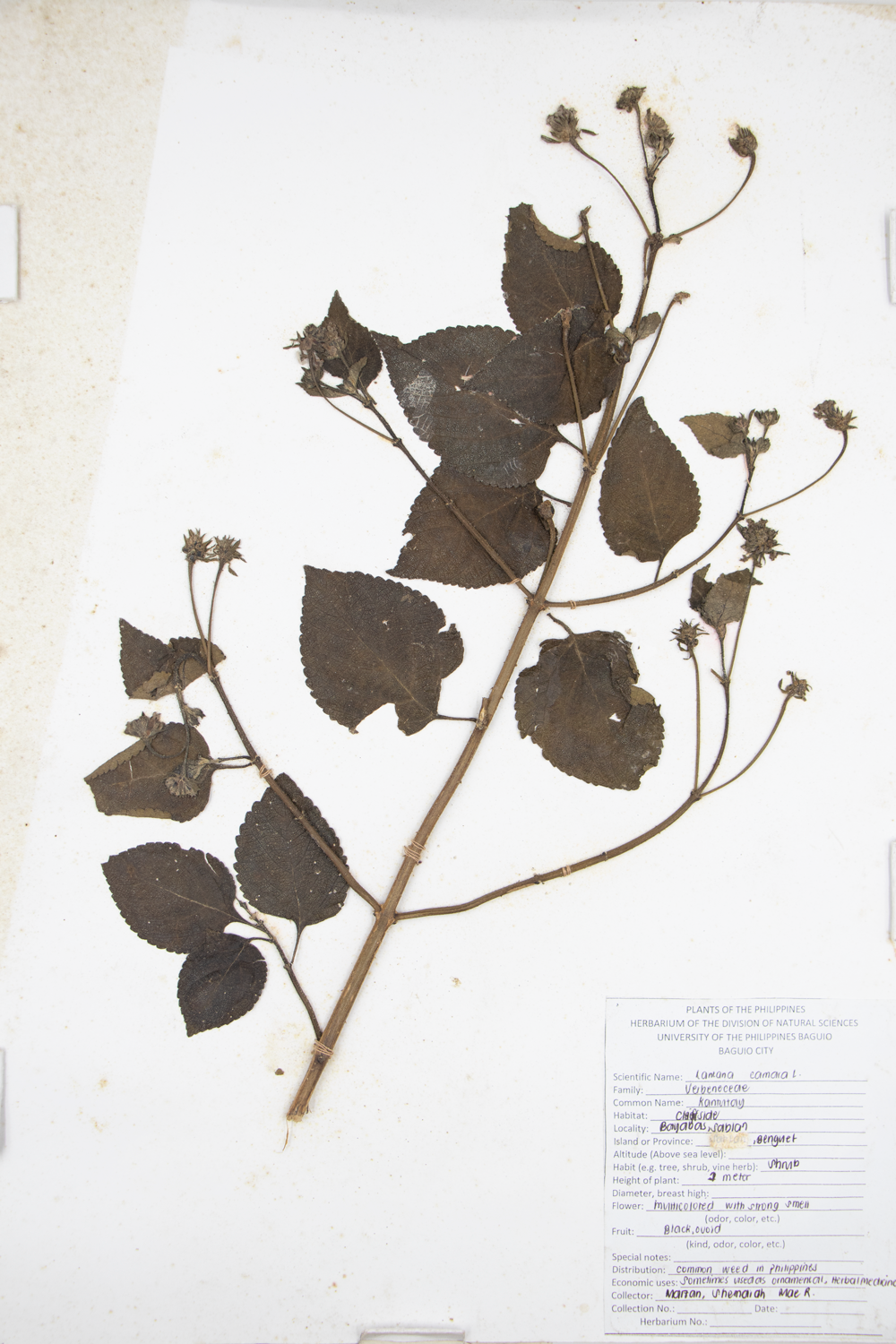 Image of Verbenaceae Lantana camara