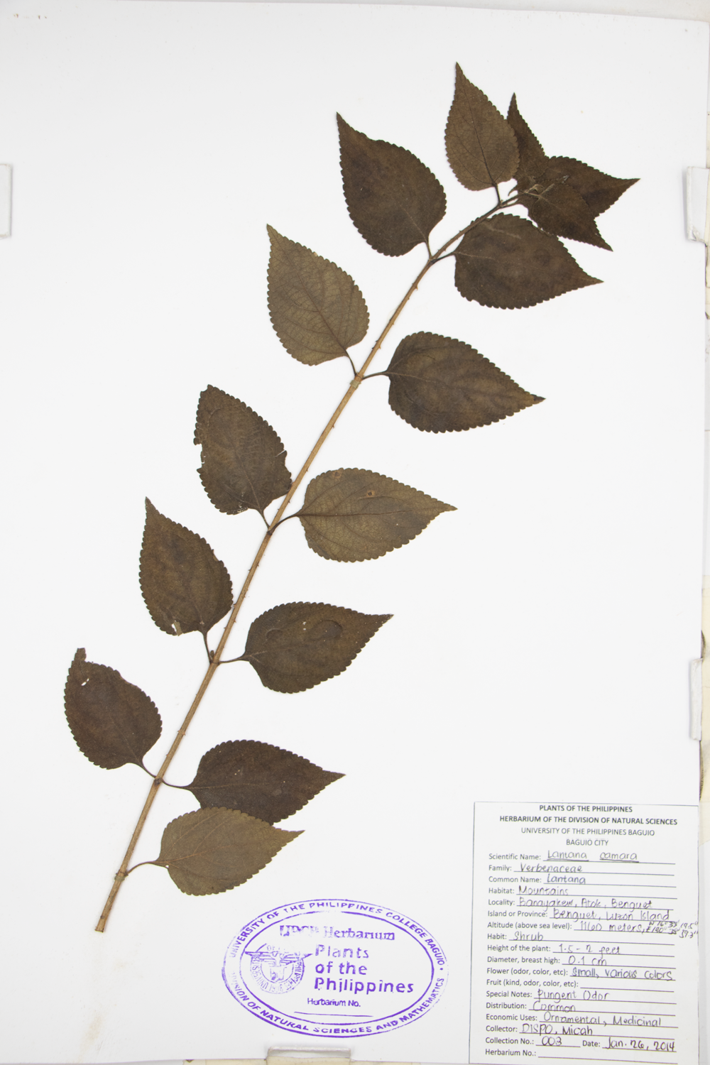 Image of Verbenaceae Lantana camara