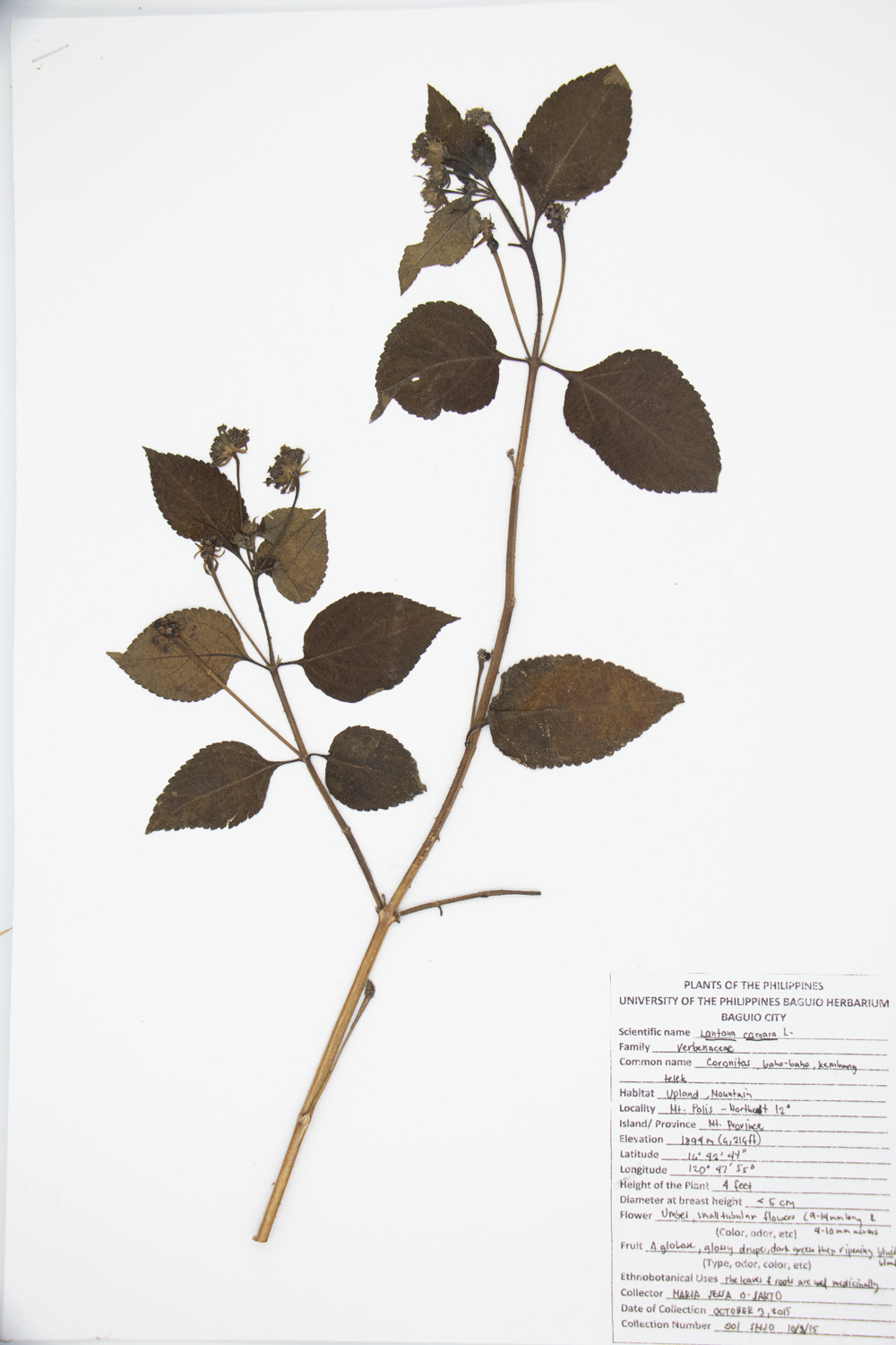 Image of Verbenaceae Lantana camara