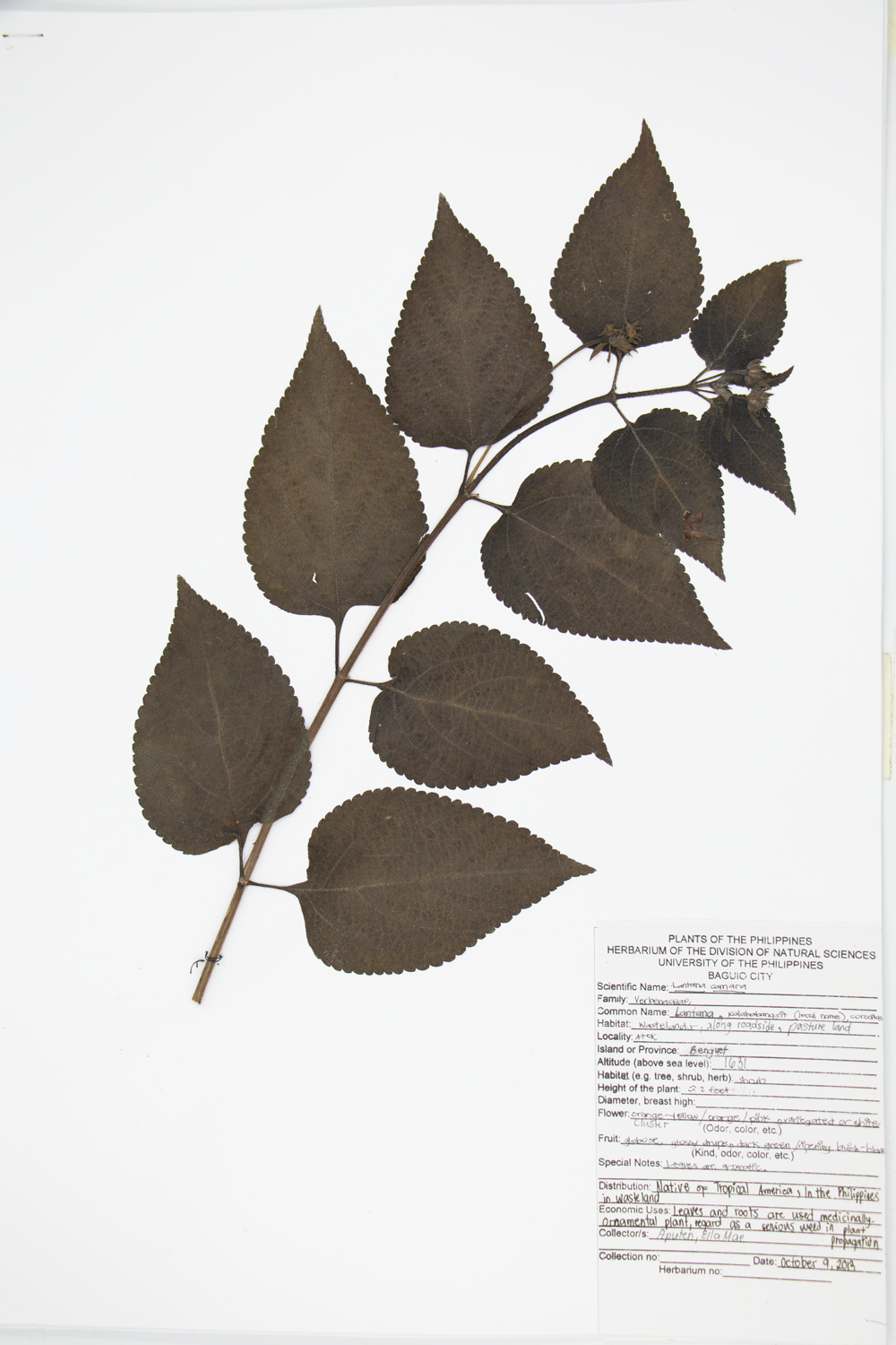 Image of Verbenaceae Lantana camara