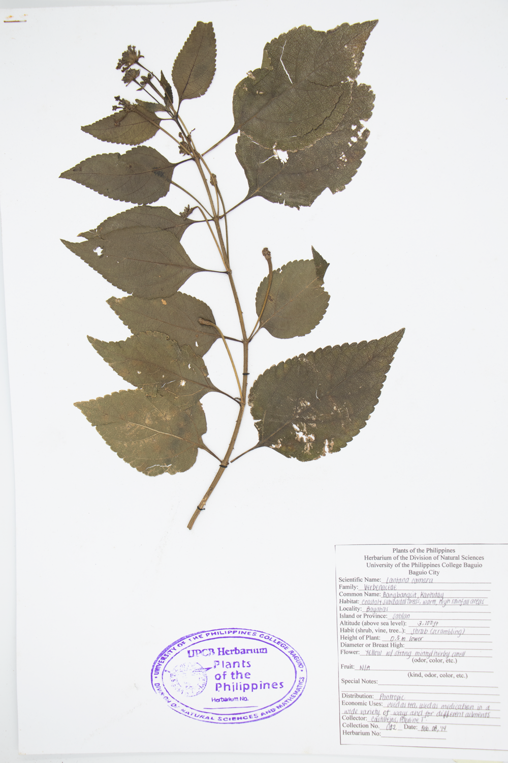 Image of Verbenaceae Lantana camara