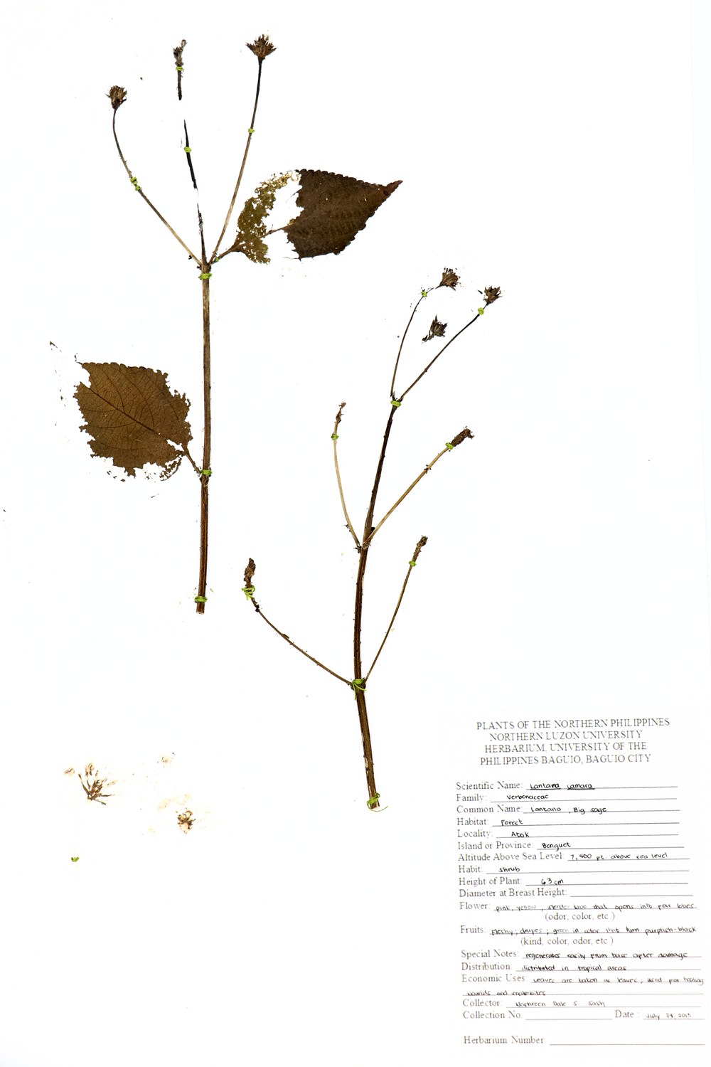 Image of Verbenaceae Lantana camara