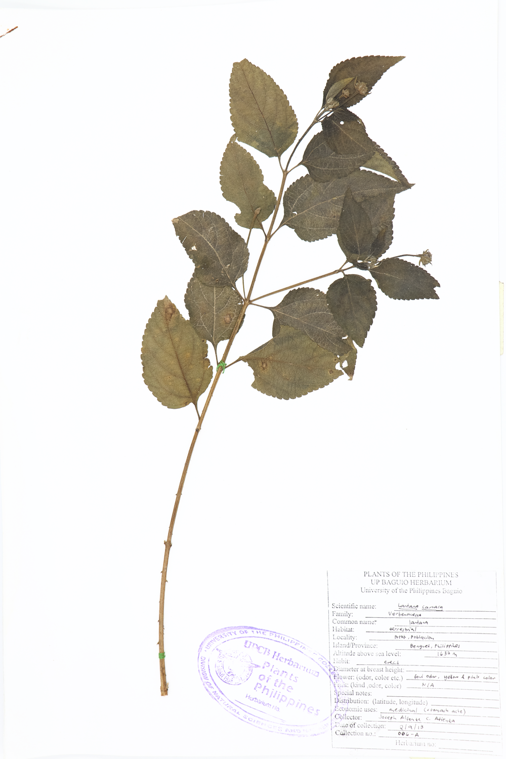 Image of Verbenaceae Lantana camara