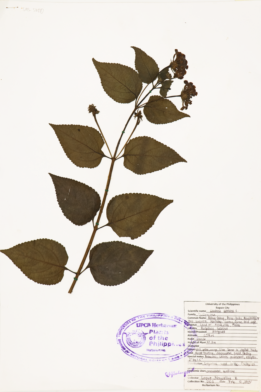 Image of Verbenaceae Lantana camara