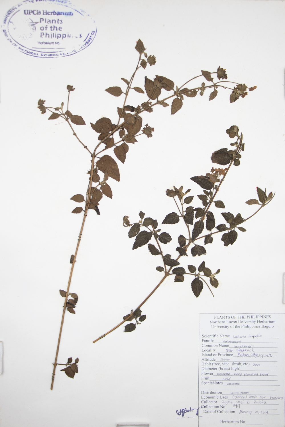 Image of Verbenaceae Lantana trifolia