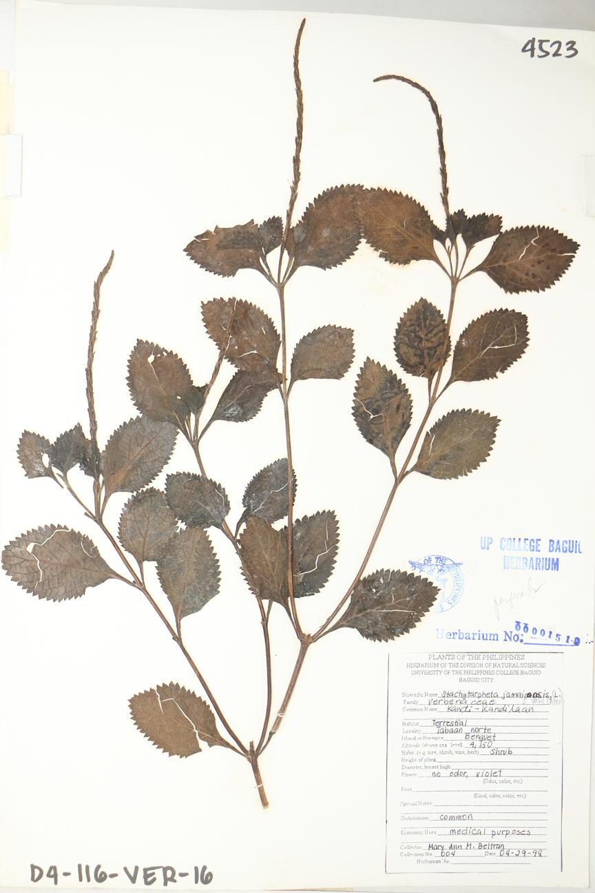 Image of Verbenaceae Stachytarpheta jamaicensis