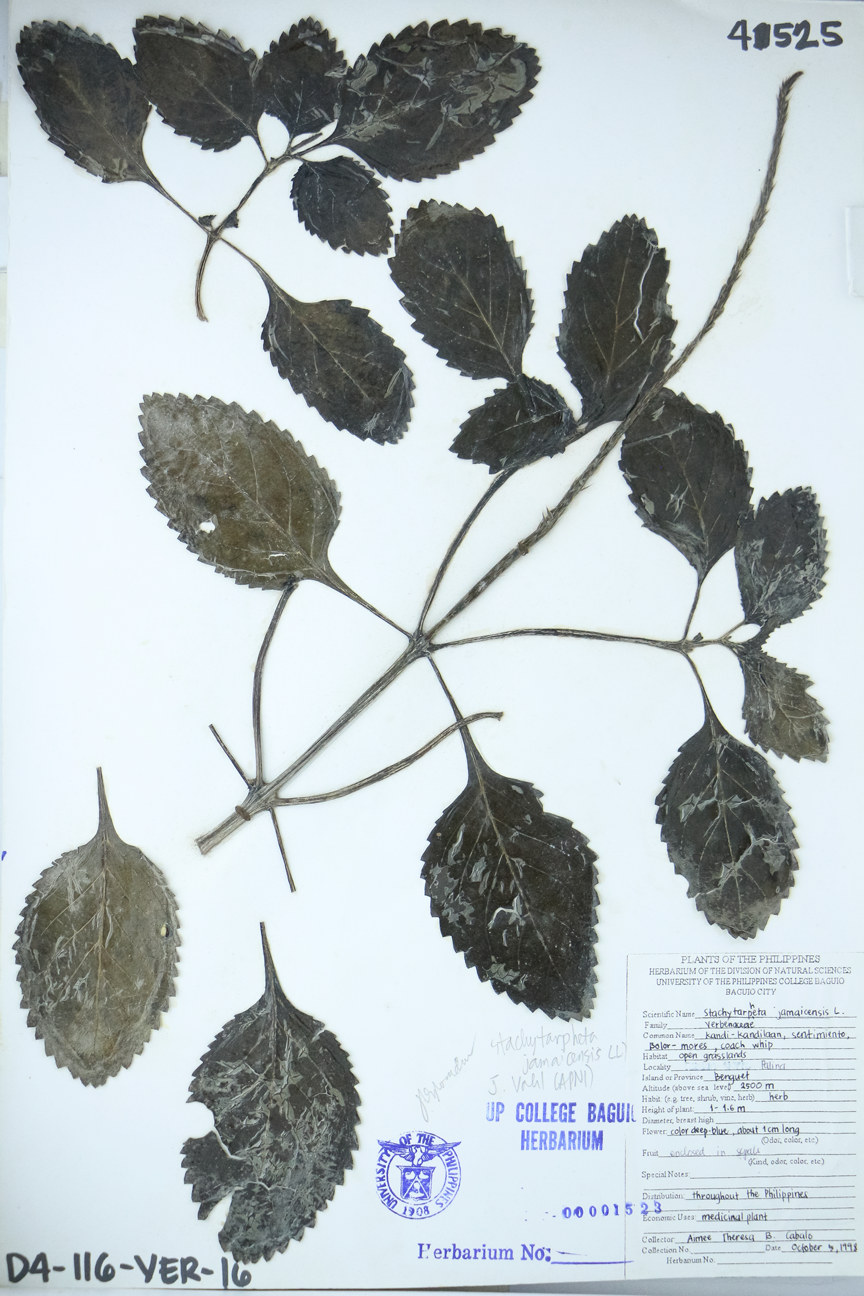 Image of Verbenaceae Stachytarpheta jamaicensis