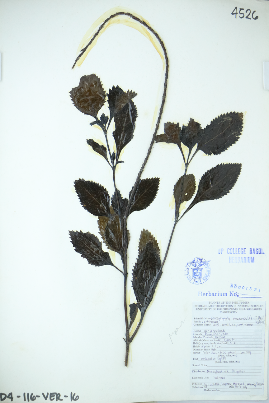 Image of Verbenaceae Stachytarpheta jamaicensis