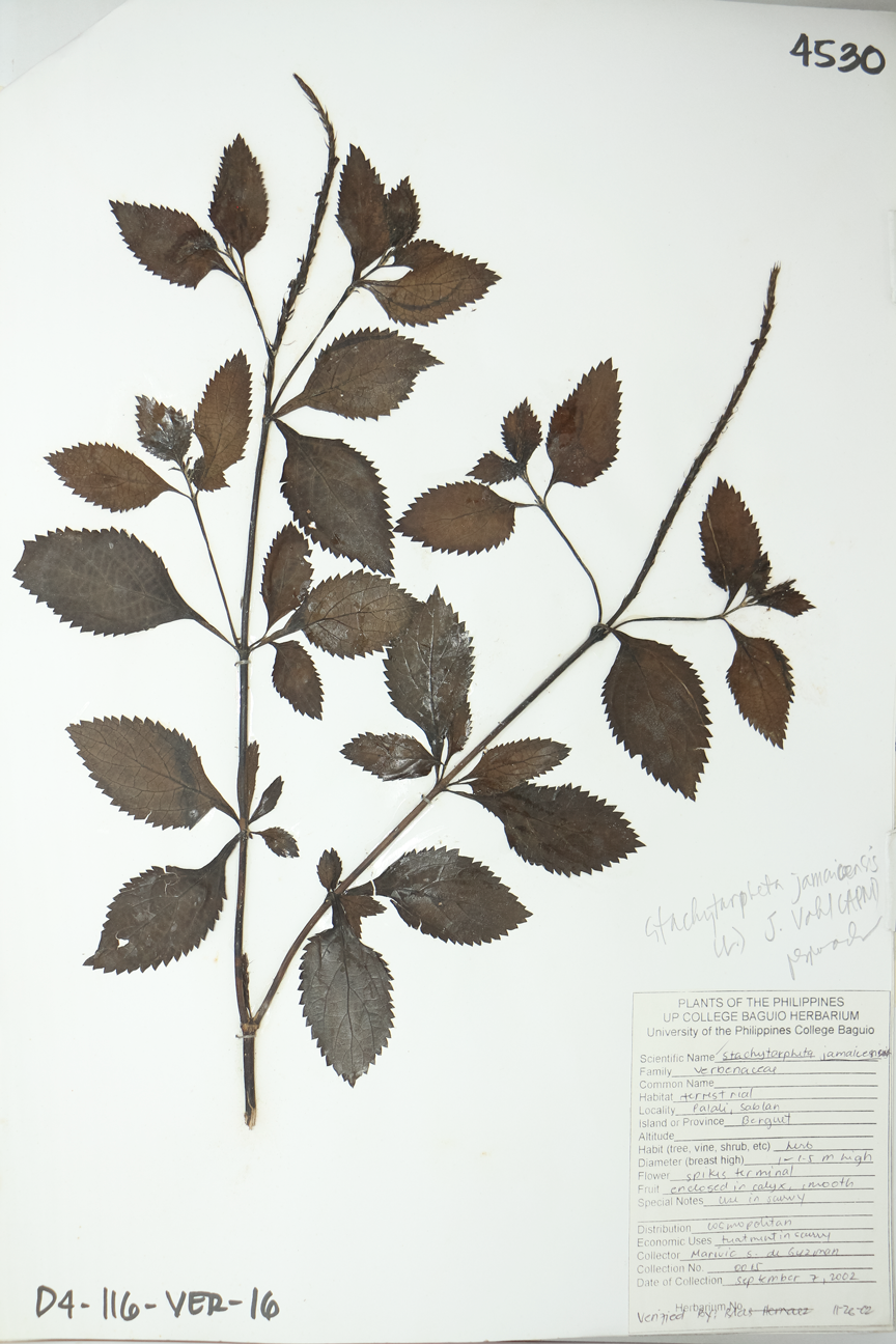 Image of Verbenaceae Stachytarpheta jamaicensis