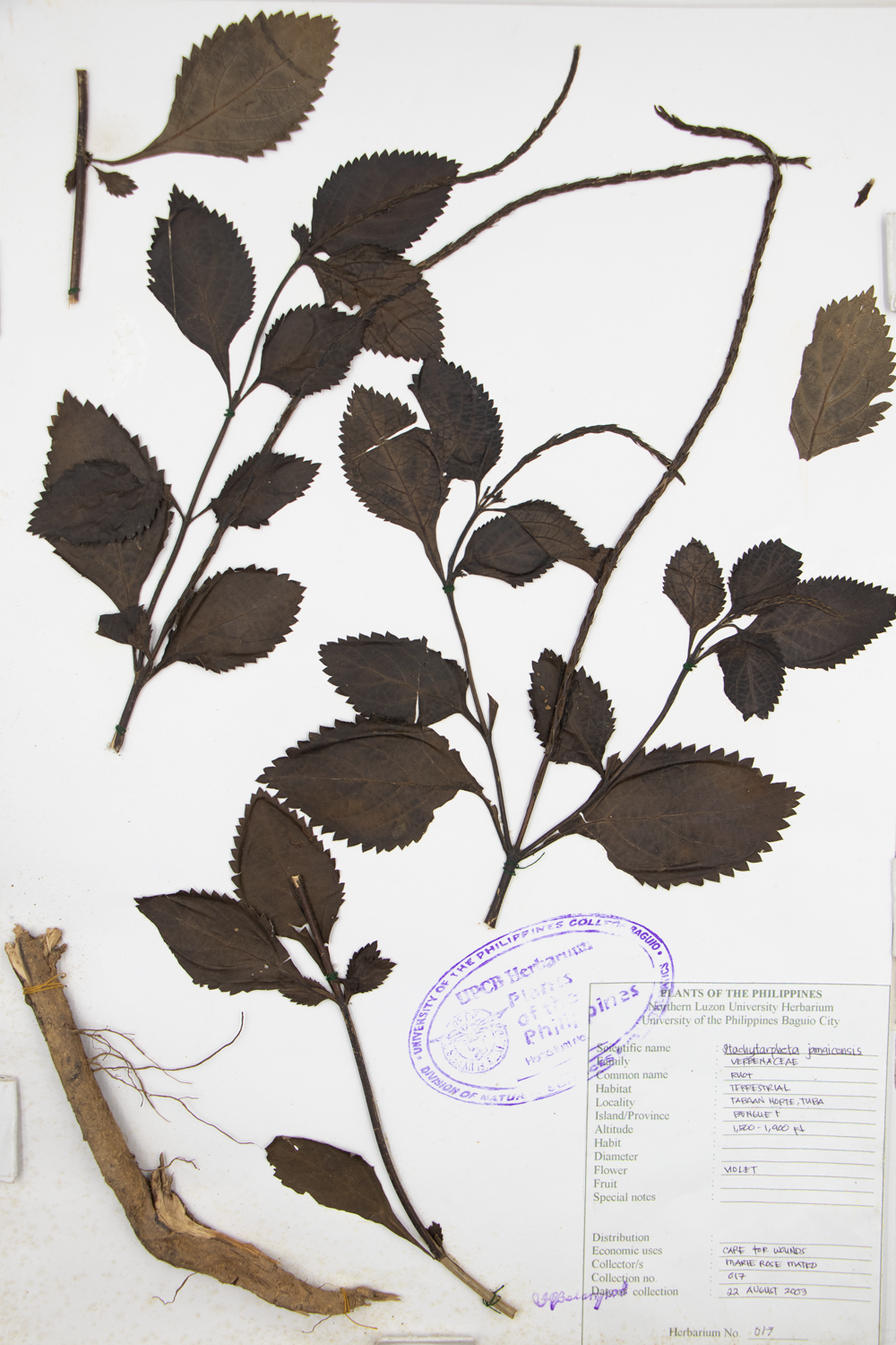 Image of Verbenaceae Stachytarpheta jamaicensis