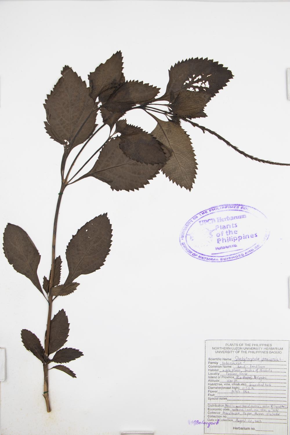 Image of Verbenaceae Stachytarpheta jamaicensis