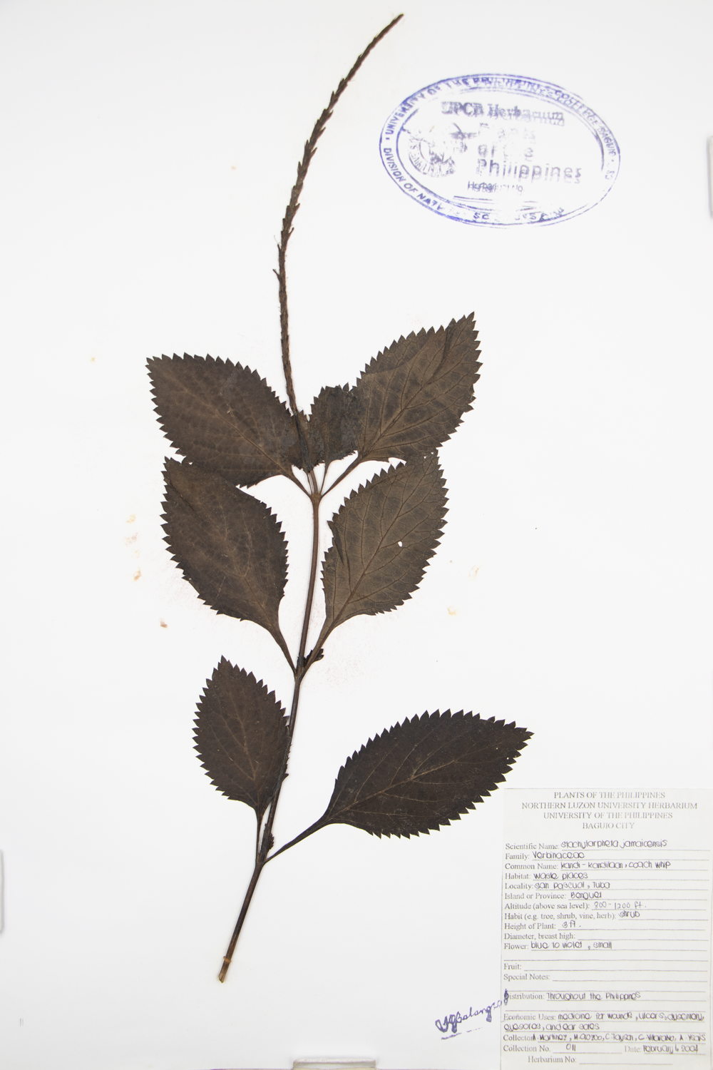 Image of Verbenaceae Stachytarpheta jamaicensis