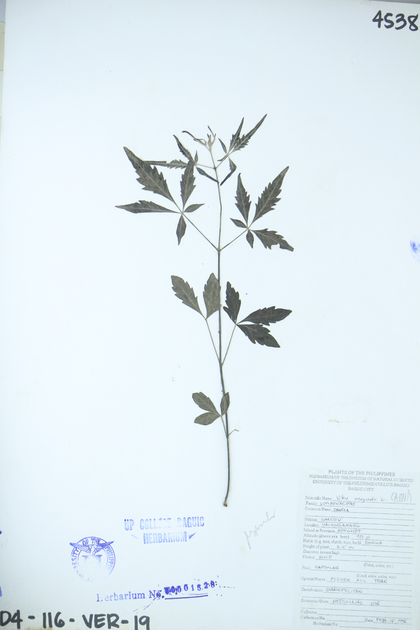 Image of Lamiaceae Vitex negundo