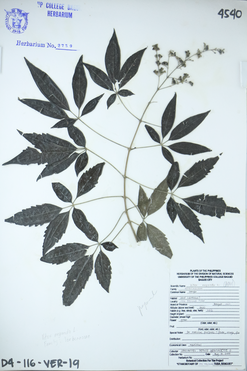 Image of Lamiaceae Vitex negundo