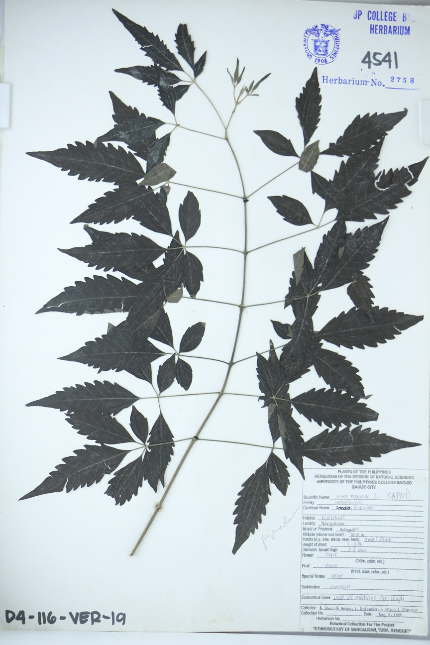 Image of Lamiaceae Vitex negundo