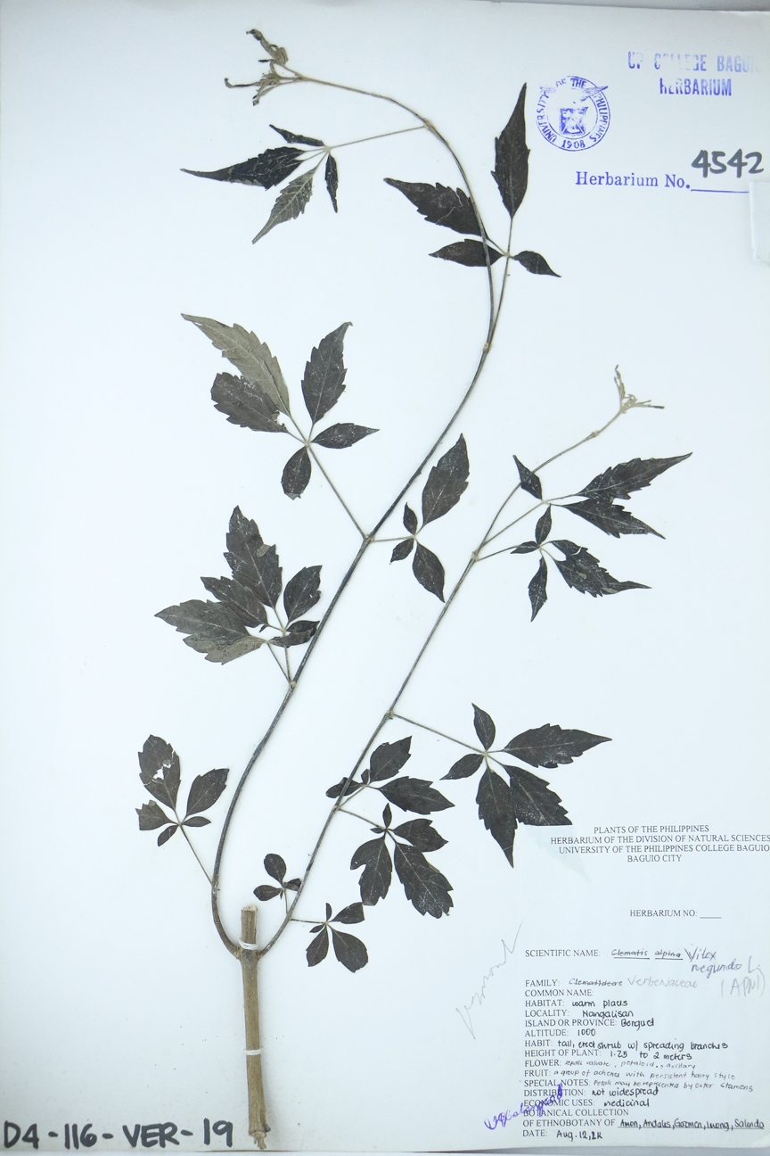 Image of Lamiaceae Vitex negundo