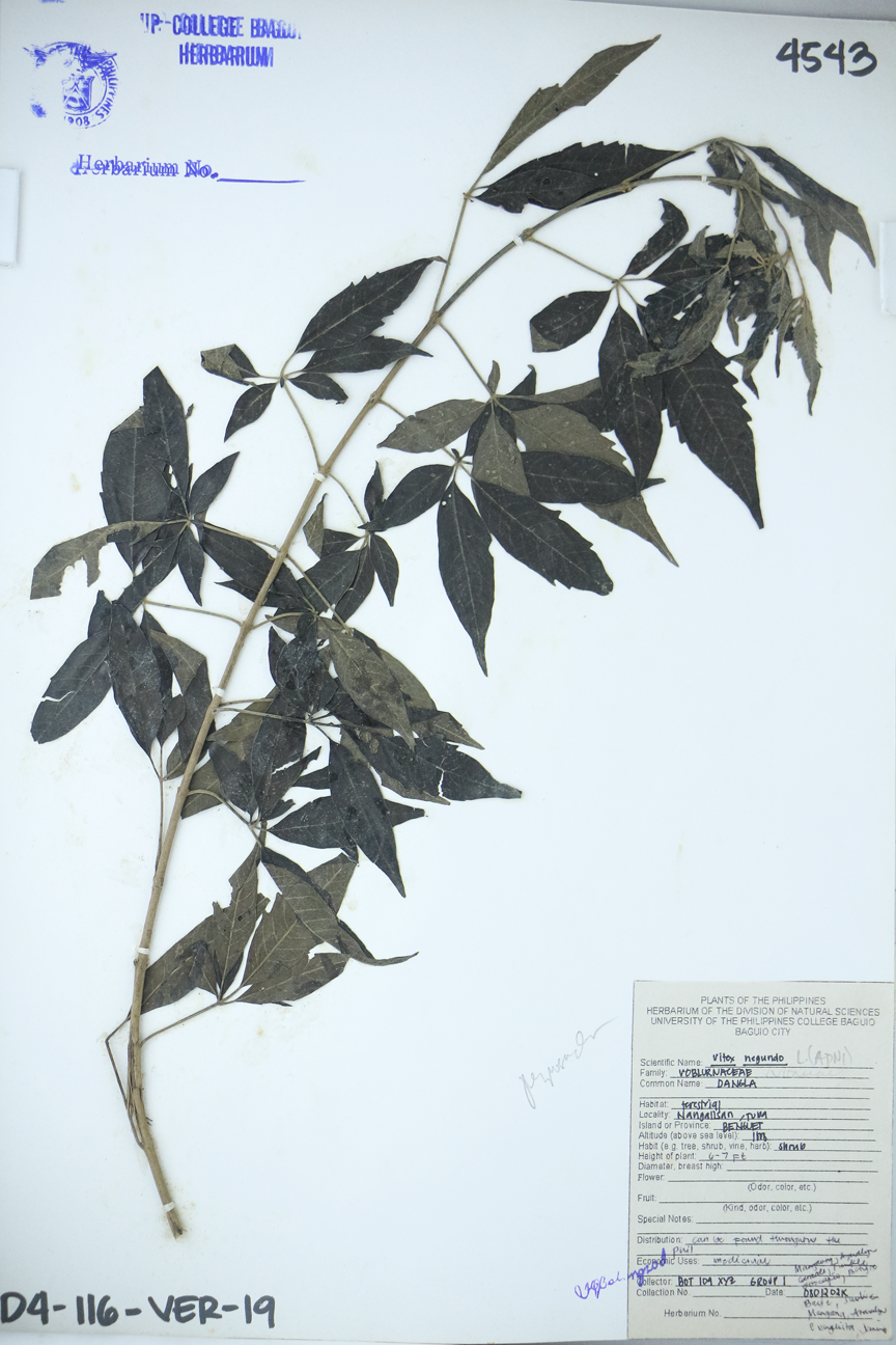 Image of Lamiaceae Vitex negundo