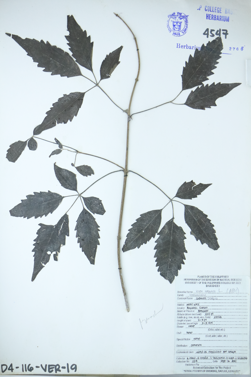 Image of Lamiaceae Vitex negundo