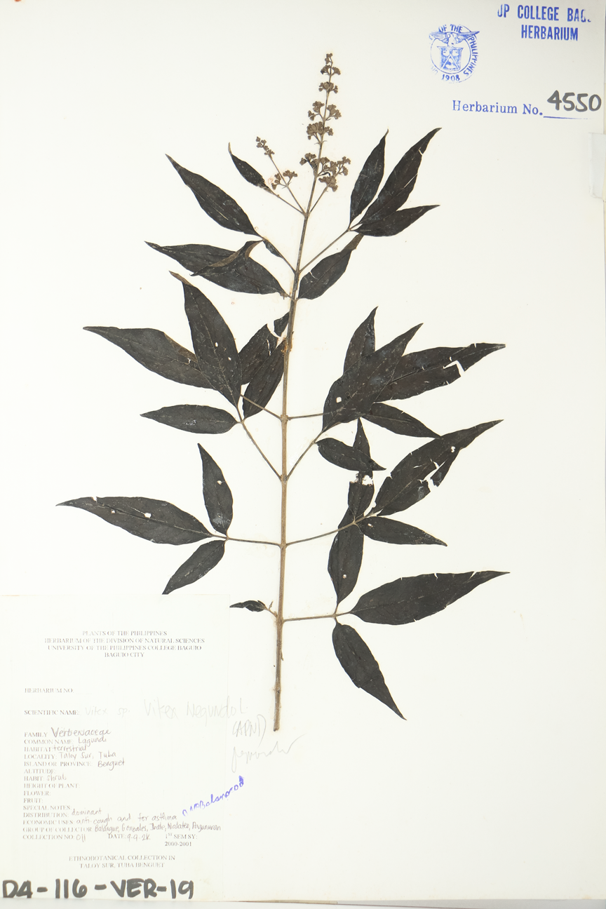 Image of Lamiaceae Vitex negundo