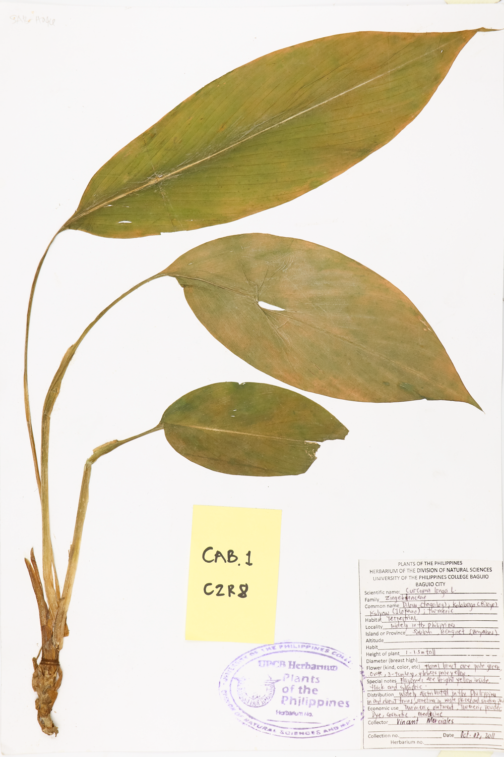 Image of Zingiberaceae Curcuma longa