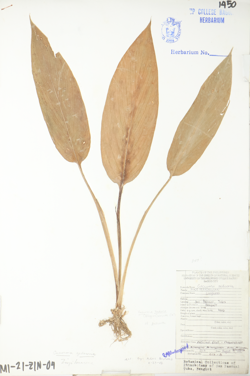 Image of Zingiberaceae Curcuma zedoaria