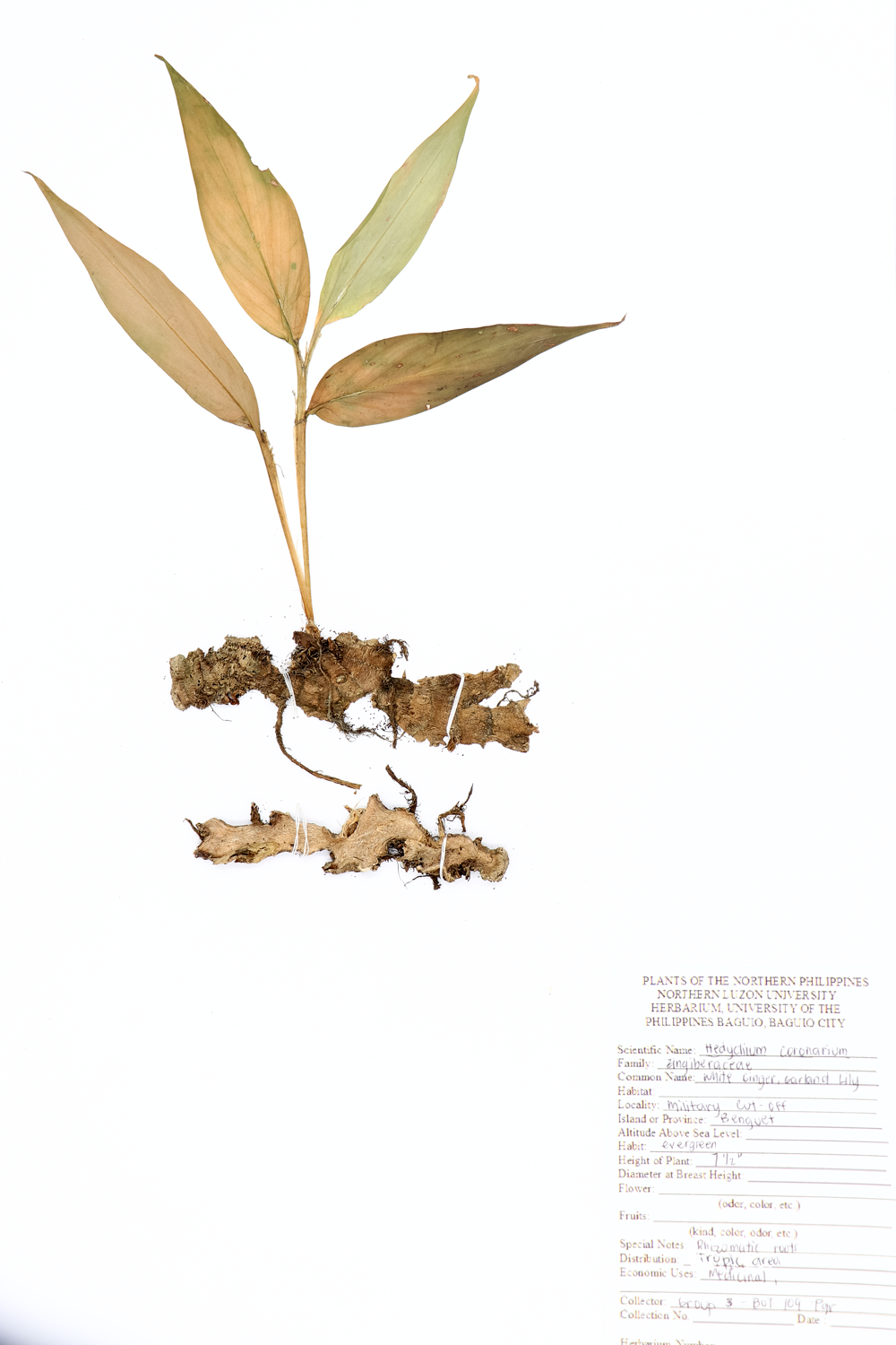 Image of Zingiberaceae Hedychium coronarium