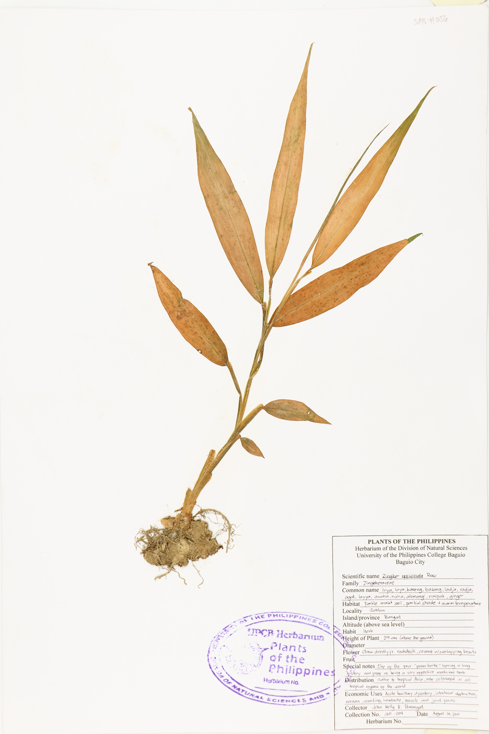 Image of Zingiberaceae Zingiber officinale